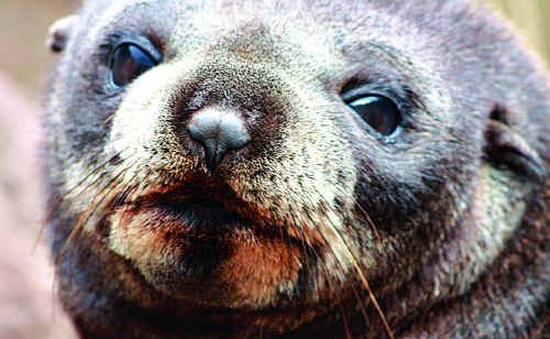 Enjoy seal colonies on an awe-inspiring voyage to Antarctica. Enjoy seal colonies on an awe-inspiring voyage to Antarctica.